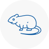 Rat Control Stafford