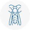 Stafford Wasp Nest Removal
